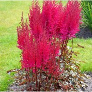 Астильба Astilbe Mighty Chocolate Cherry